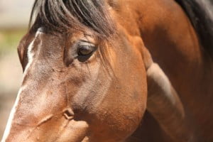 10689753_983735044984426_1923421589704751770_n