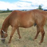 Horse 9 (Zilarator) 7-19-16 pic 8