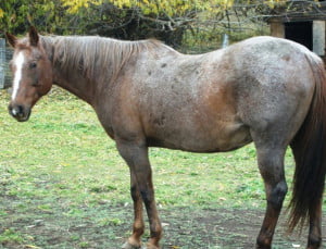 Lindy Nov 2013 007 - Copy