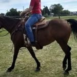 Pretty under saddle 1st time