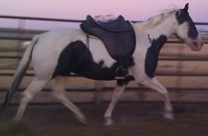 bandit saddle