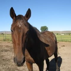 Beebesfrontal Beebesfrontal