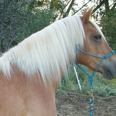 Belle face Belle face