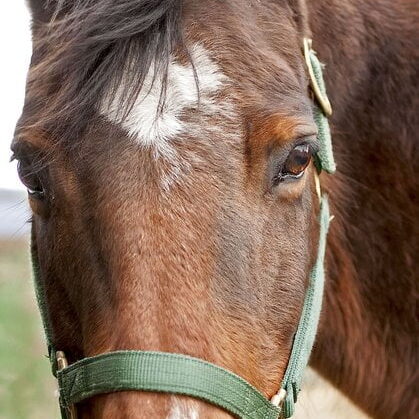 DSC_2455_openWith DSC_2455_openWith