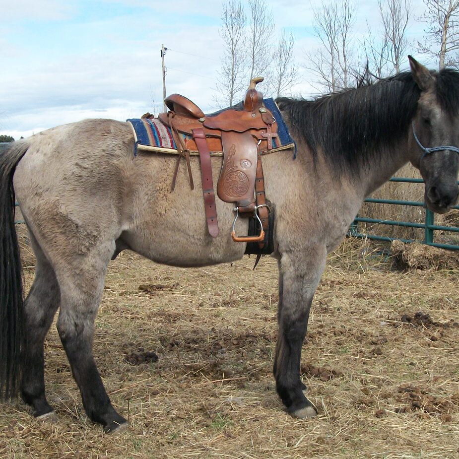 Duke Nice gentle gelding