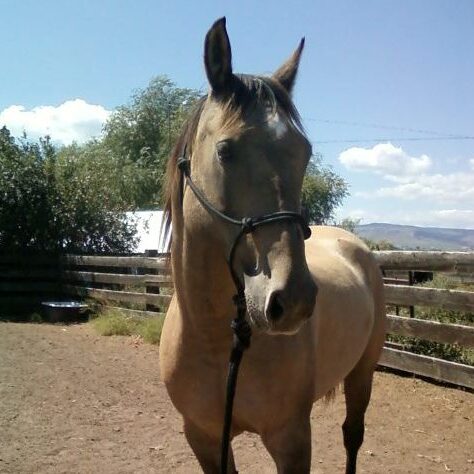 Guss is a cute 18 to 20 year old gelding, approx 14.1 hands tall. His former owner was deployed to Afghanistan and his foster home is no longer able to care for him. We know that he has been a trail and pack horse in the past, is gentle around kids. Children have ridden him in a corral situation, but we do not know if they have ridden him in an open area. gus will have his teeth floated soon and his feet cared for. He appears to be sound.