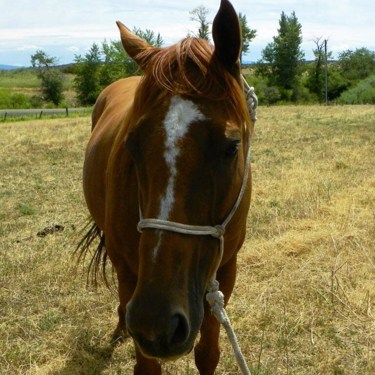 Horse 9 (Zilarator) 7-19-16 pic 2 Horse 9 (Zilarator) 7-19-16 pic 2