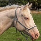 aggie1 - Copy aggie1 - Copy