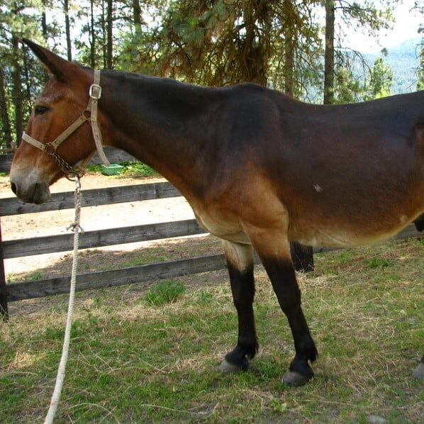 USFS pack mule