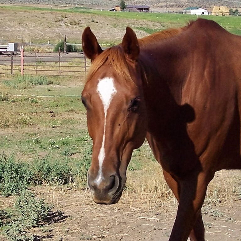 bella face bella face