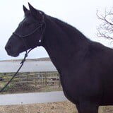 Charlie, a black 15 hands horse. Charlie, a black 15 hands horse.