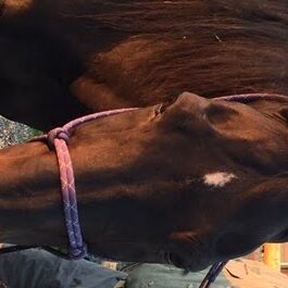 charlie face charlie face