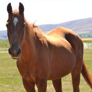 Cooper, an appendix QH Senior gelding.