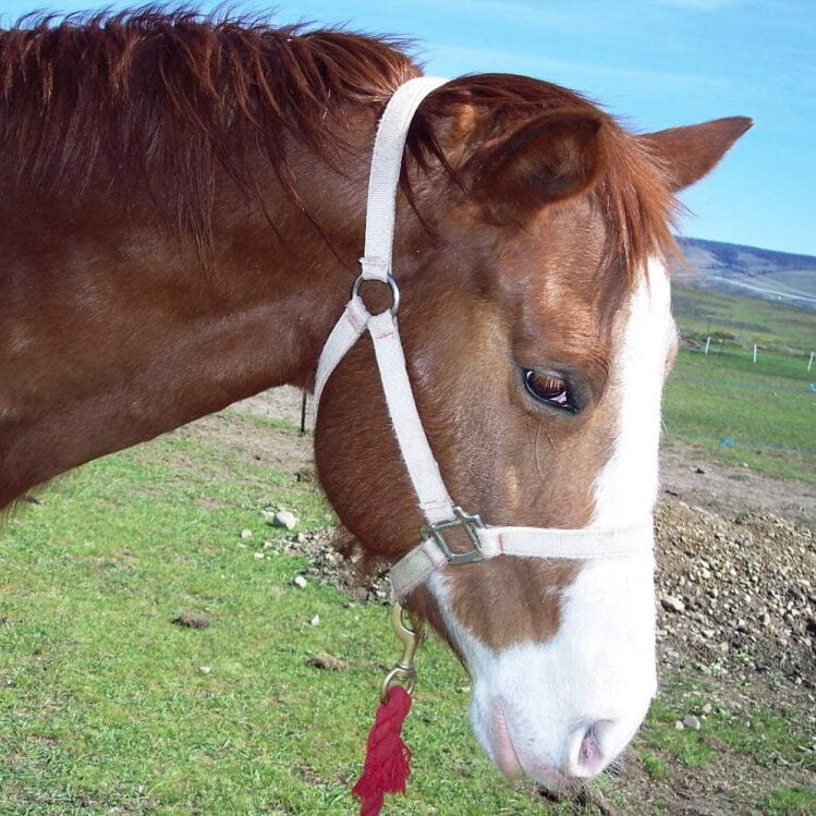 cricket 006 cricket 006