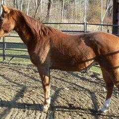 Doc Doc, a 16 year old papered QH/Appy gelding.