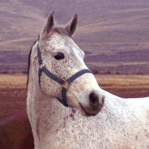 eaglebear face eaglebear face