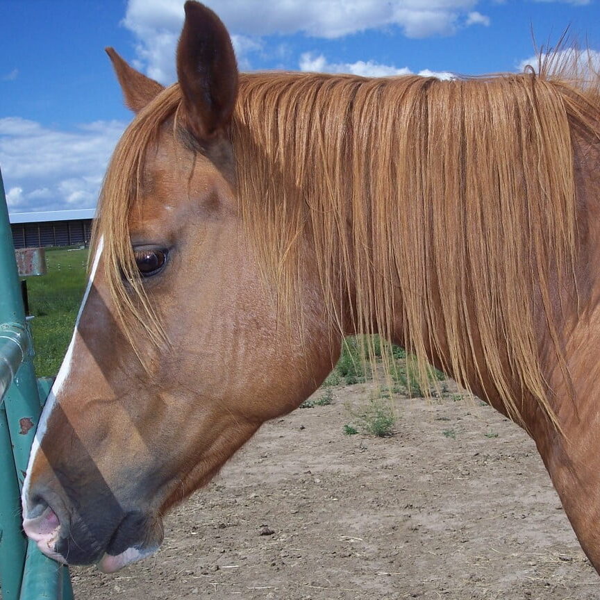 georgie face1 georgie face1