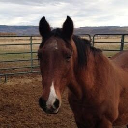 ghostwalker ghostwalker