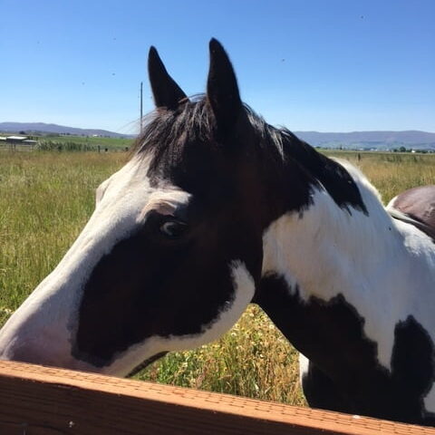 gunner head gunner head