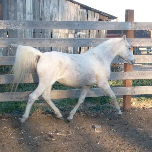 iron 11-05-11 1 Mickey is a purebred Arabian gelding, around 14.1hh and approx 16 to 17 years old. He is registered, but his papers have been lost. He was part of a neglect case, and was taken away from his owner. He has been in rehab for several months, and is now ready for a new life!Up until October, 2011, Mickey was gelded. He has been started under saddle and is a very willing student, he will need an experienced person to help him make the transition to riding partner. He is kind, smart, wants to please, and cute as a button!
