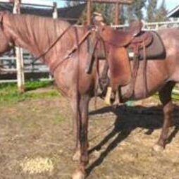 Lindy McQue Hancock is a purbred AQHA mare born in 1997. We do not have her papers, but her pedigree may be seen at www.allbreedpedigree.com. Lindy comes with a no breeding contract. This mare rides nice, wants to move out, would do well moving cattle and as a trail horse, is not spooky when ridden. Not for a green rider.