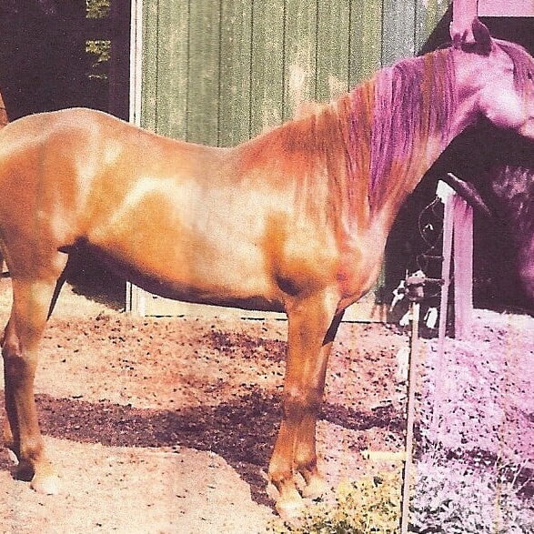 lydia marking time Lydia is a registered Morgan mare, 16 years old and 15 hands tall. She has been shown English as a younger horse and jumped some. She has been lightly ridden as a trail horse the past 2 years, not been ridden since last fall. She is always watching for you at the gate and very people oriented. Has nice feet that have always been taken care of. Sound and pretty. This animal is current on vaccinations, worming, farrier work. $300 adooption fee and application required