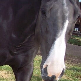 naomi face naomi face