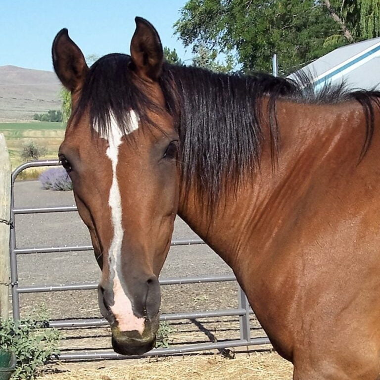 nova face (2) nova face (2)