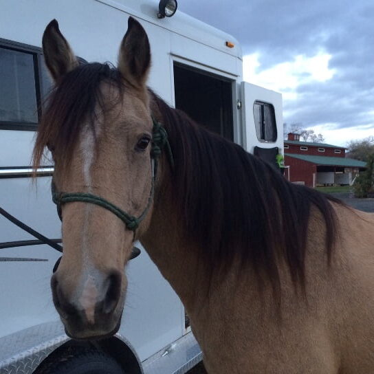 tinly face tinly face