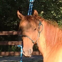 zerie - face zerie - face