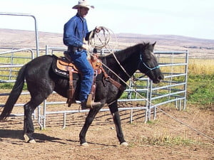 dixie riding 016 - Copy