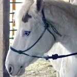 dolly eye