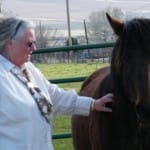 Freedom's Lady was abandoned to fend for her life in the shrub-steppe. When she came to RCER she was terrified of people, after several months of kindness she is now a willing partner and loves to go on trail rides.