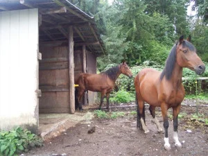picante, sanchero